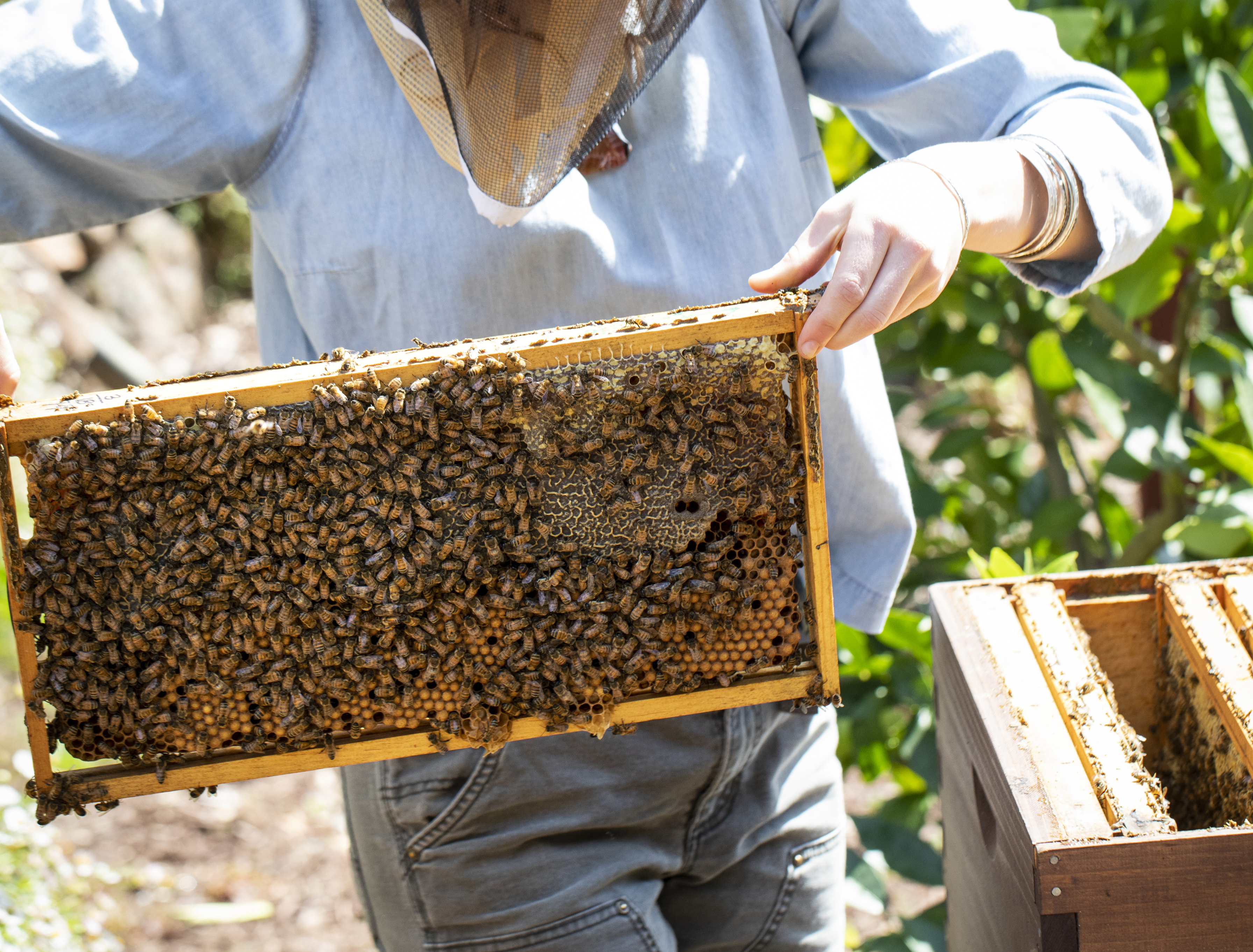Discovery Dinner: Cooking with Honey Immersive Education