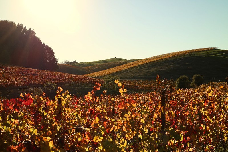 A field of colorful leaves