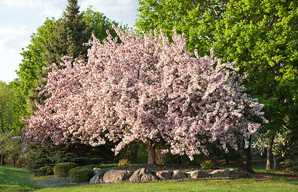 The Frelinghuysen Arboretum