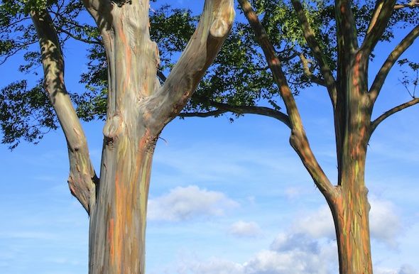Branching Out with the Rainbow Tree | Roberts Hawaii