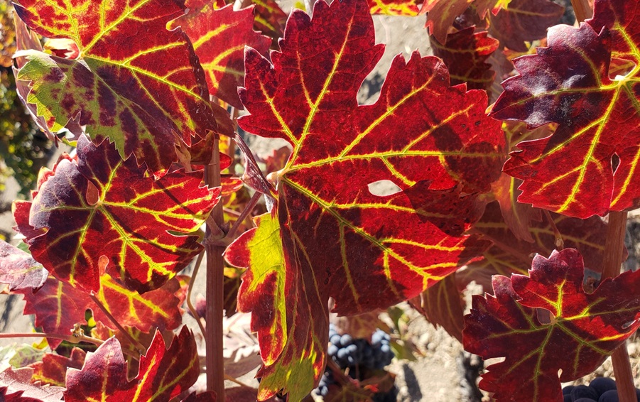 Fall Colors In The Vineyard