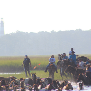 101st Annual Pony Swim Week