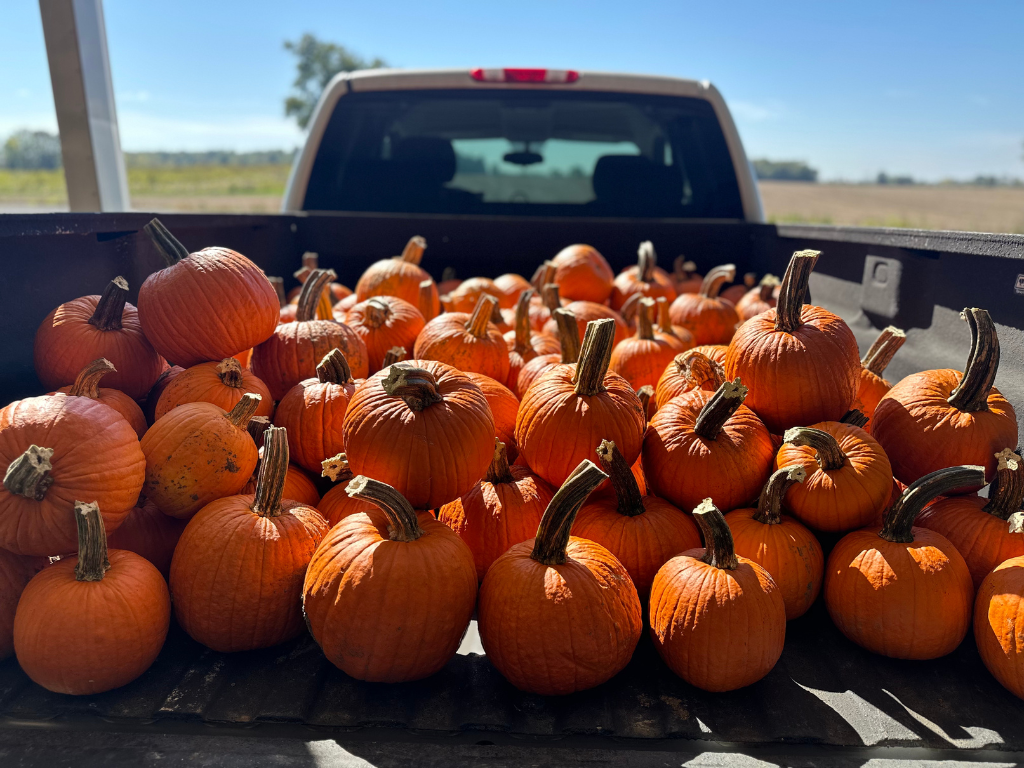 Harvest Hoedown: Fall Festival
