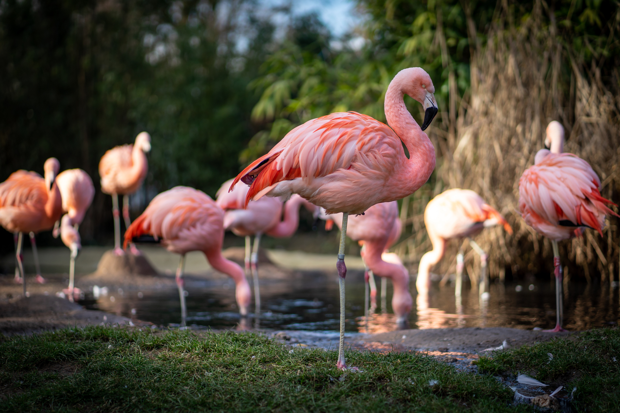 Flamingo Flockapalooza Week