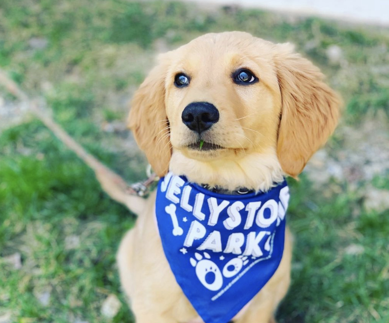 We Love Our Pups Week