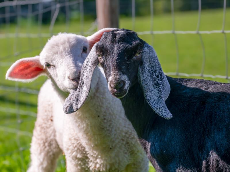 Down on the Farm