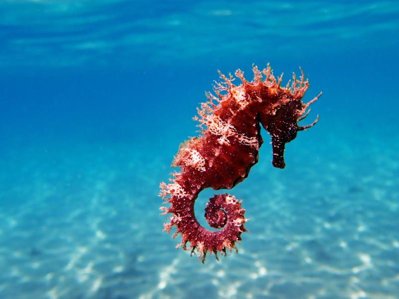 Under the Sea