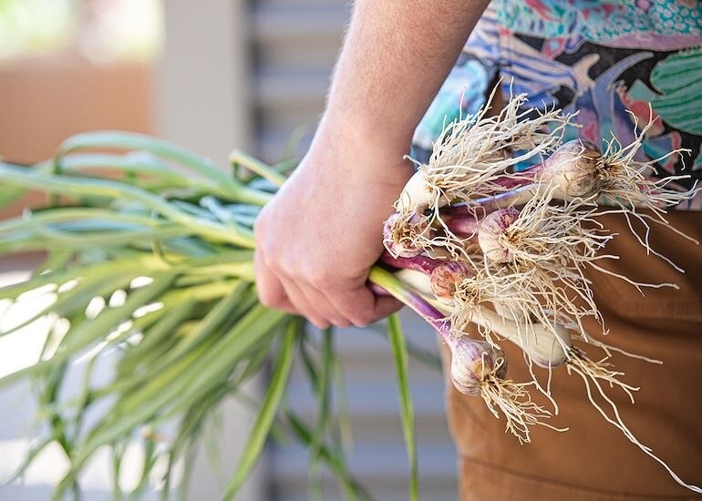 Live Well, Wonder Well: Notes from Joanie's Garden