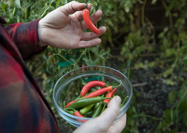 Eat Well, Live Well: Notes from the 1440 Kitchen