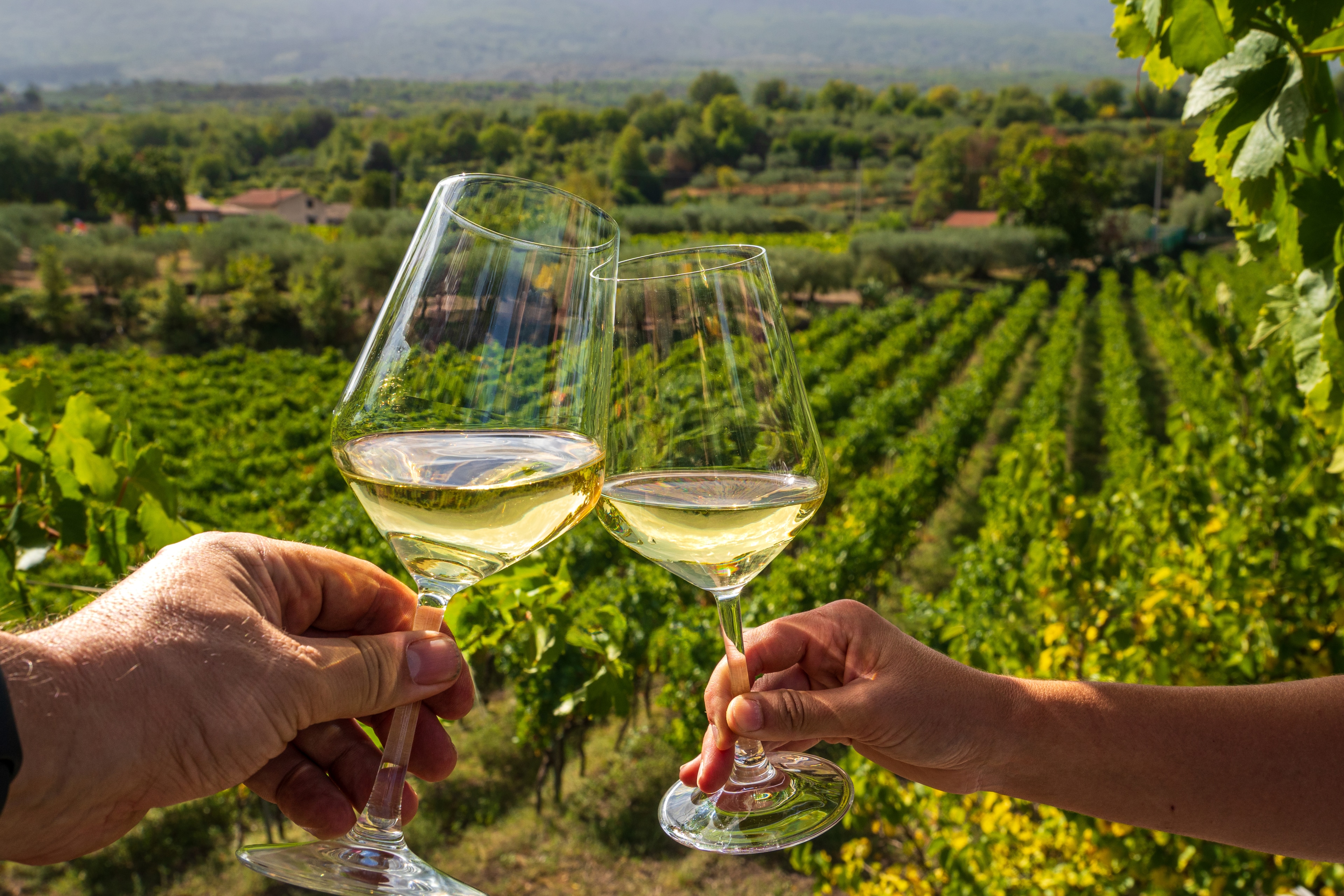 A pair of hands holding wine glasses with a vineyard in the background