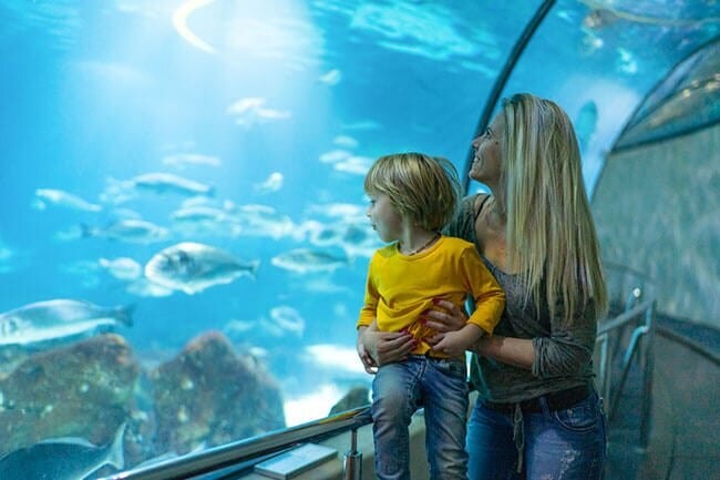 Gatlinburgriverinn Offers to Ripleys Aquarium of the Smokies