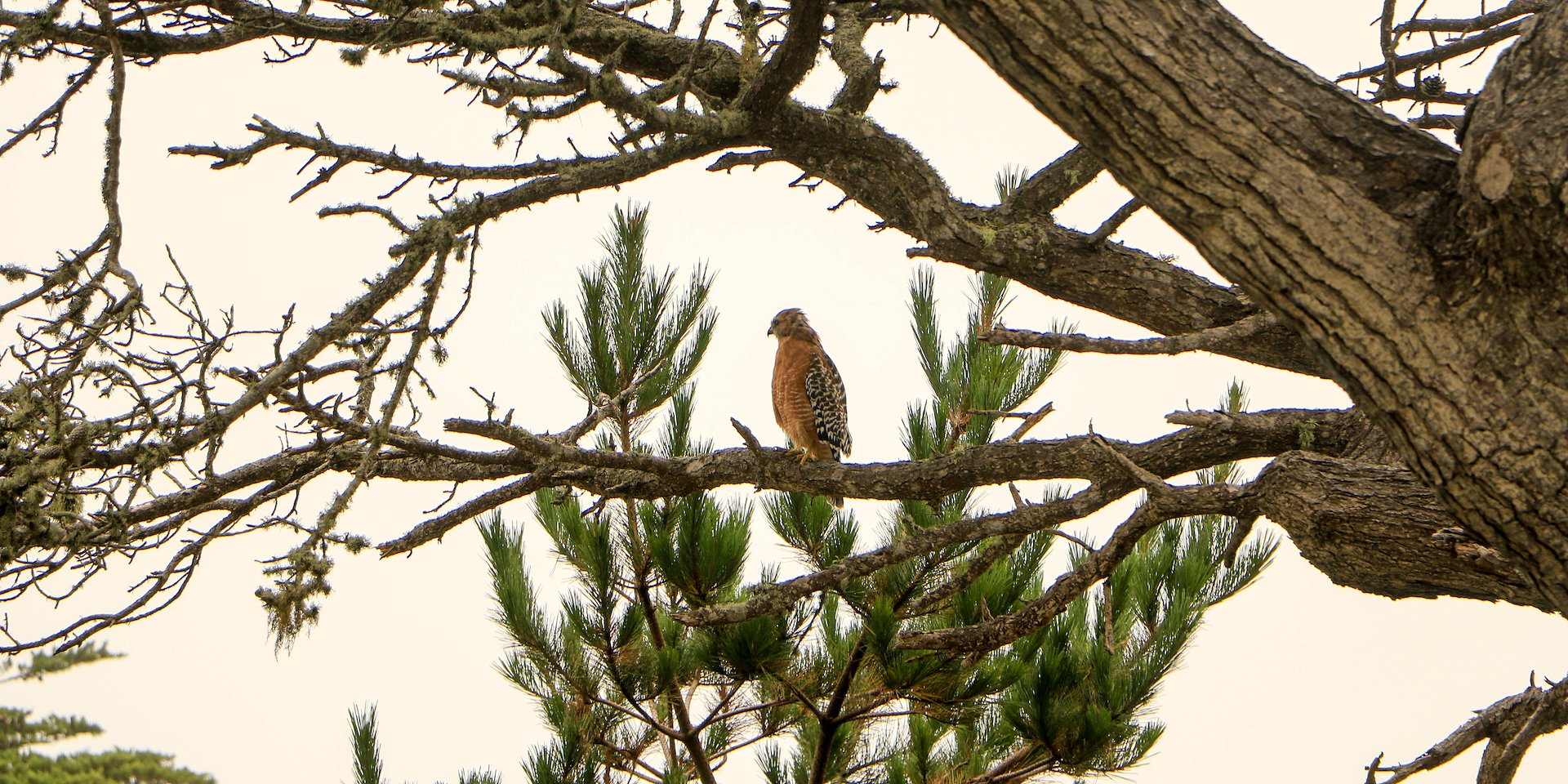 A hawk perches on a tree branch amid dense foliage Asilomar Hotel and Conference Grounds - Pacific Grove California