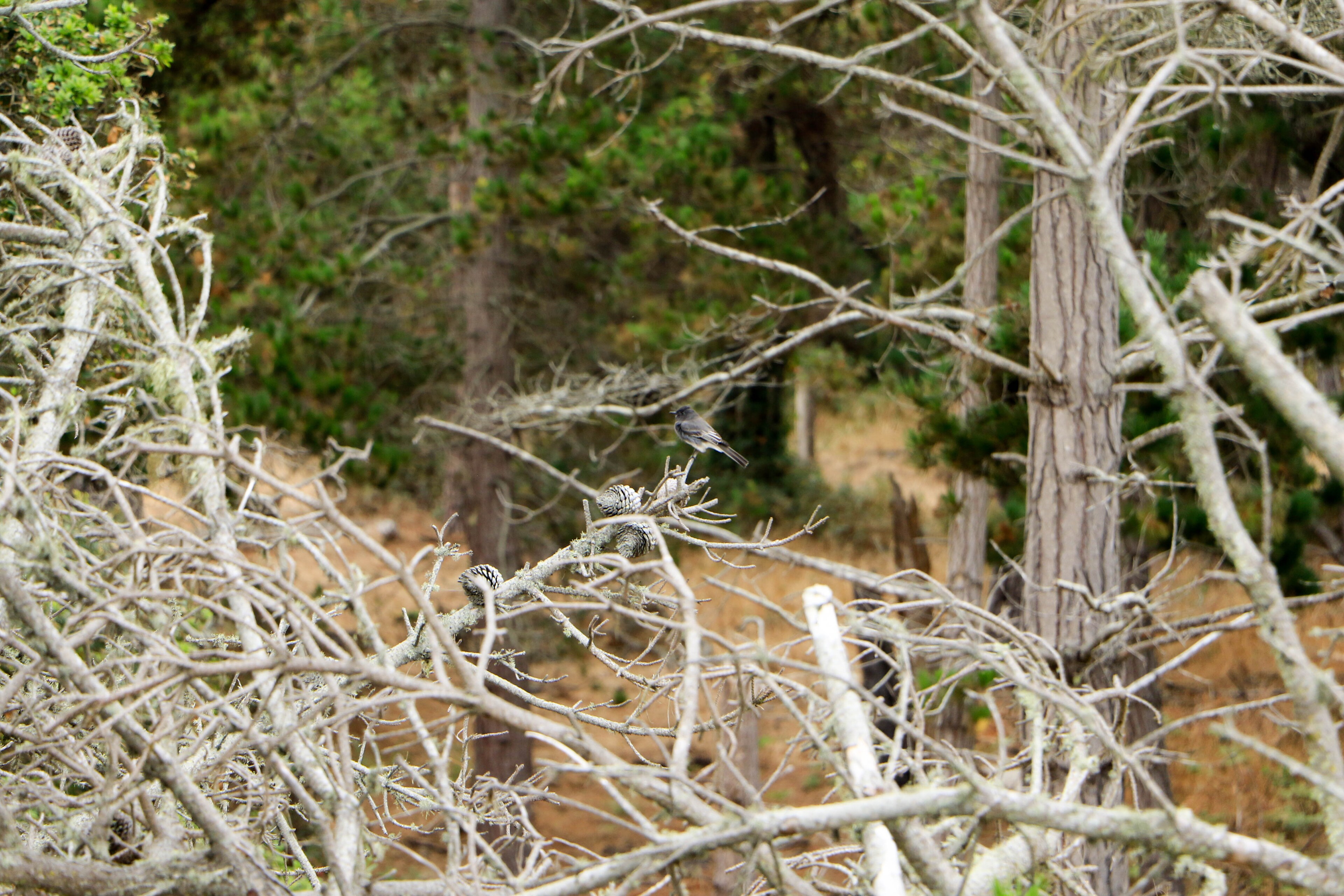 A small bird perches on a lichen-covered branch amidst dense Asilomar Hotel and Conference Grounds - Pacific Grove California