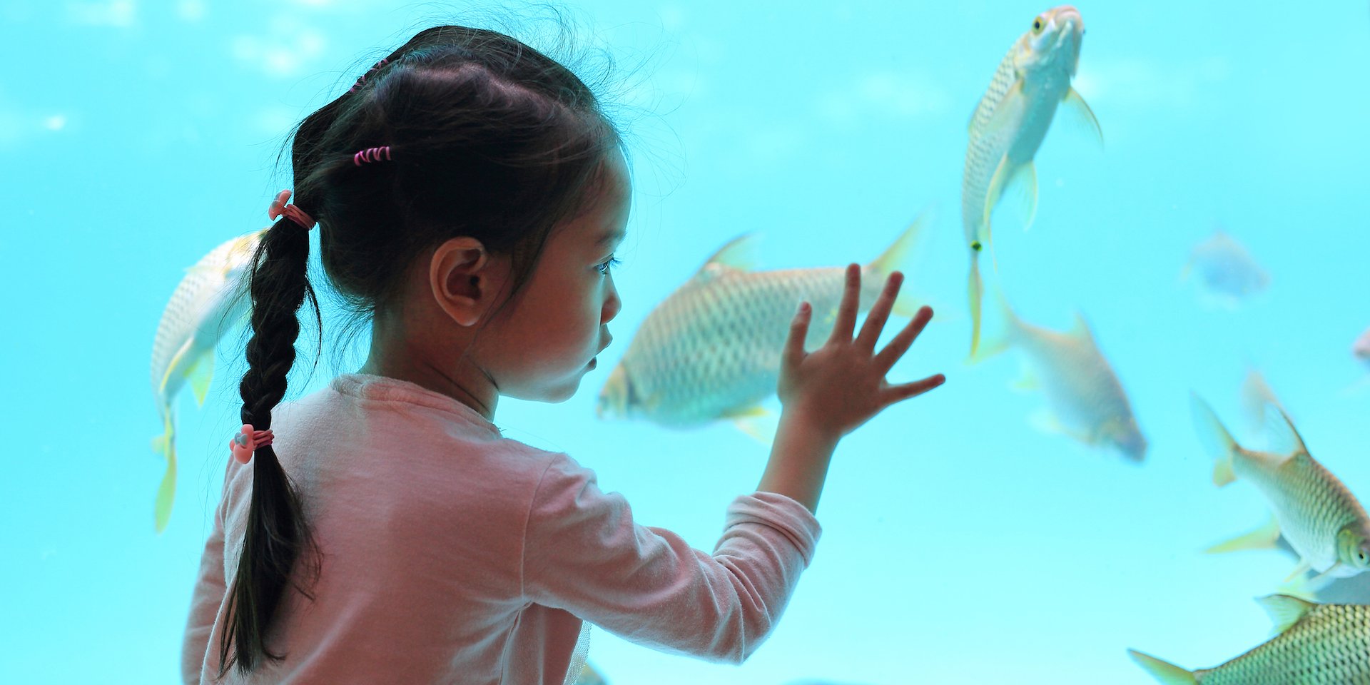 Asilomar Hotel and Conference Grounds Pacific Grove California - A young girl with braided hair gently touches an aquarium glass