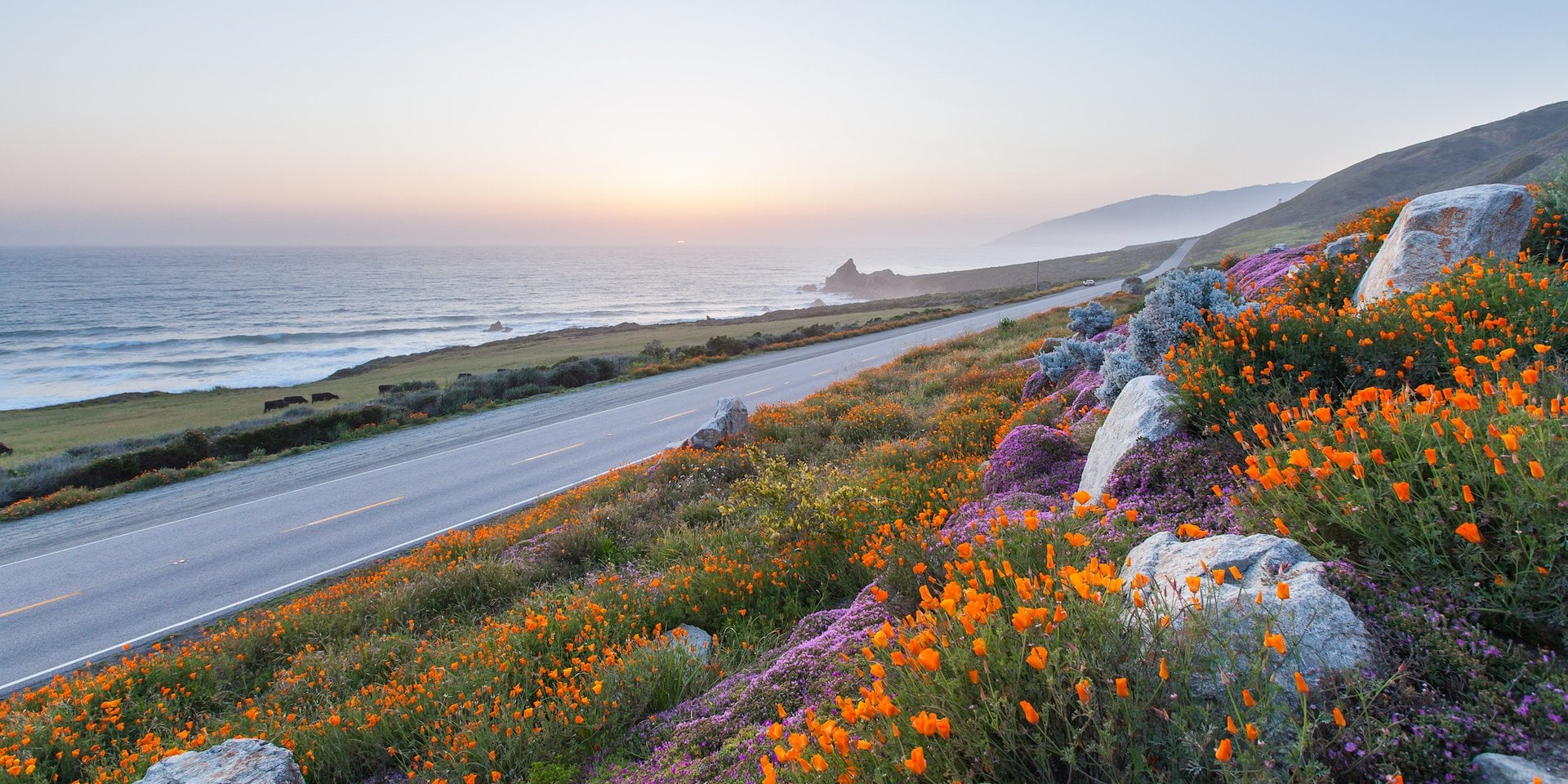Asilomar Hotel and Conference Grounds Pacific Grove California - Coastal road at sunset with a vibrant display of orange and purple wildflowers