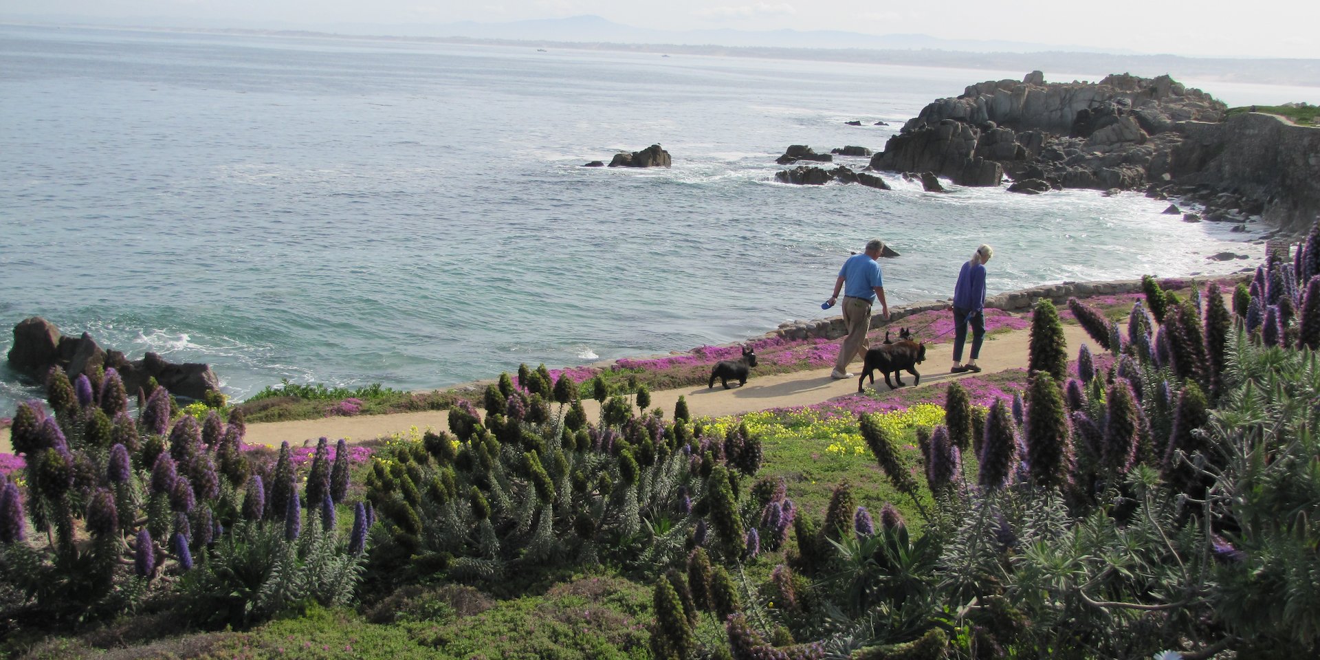 couple walks dogs on a coastal path lined with vibrant wildflowers Asilomar Hotel and Conference Grounds - Pacific Grove California
