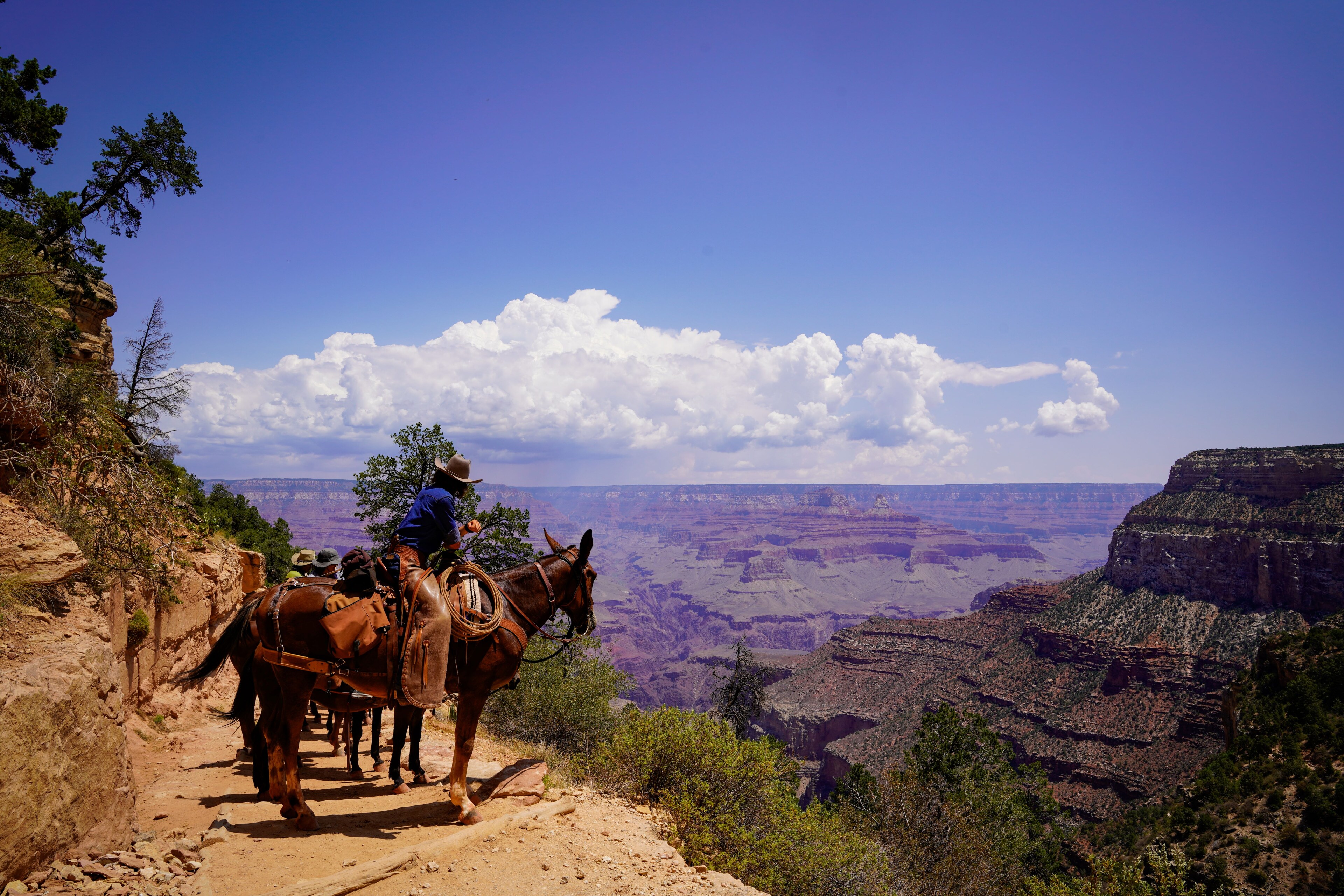 Grand Canyon Itineraries Grand - North Rim Arizona Man Confidently Riding A Horse Across 