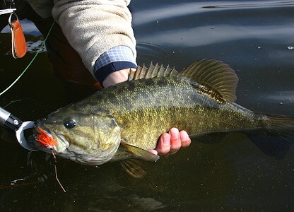 bass assassin bang lures rail worm 7