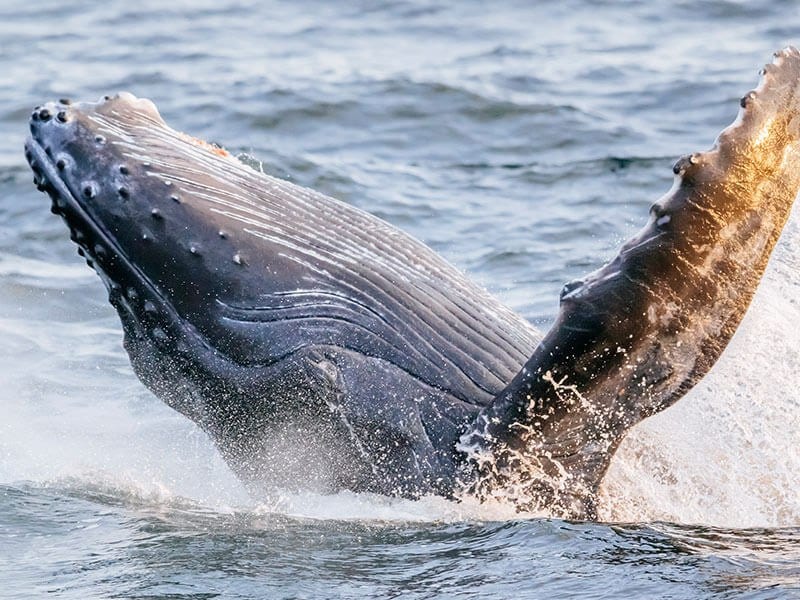 Monterey Whale Watching Tour