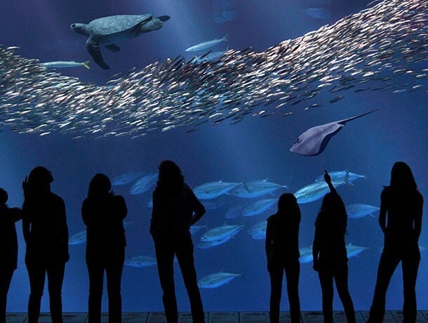 Explore Monterey Bay