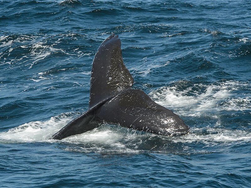 MONTEREY WHALE WATCHING TOUR PACKAGE