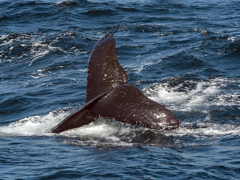 Whale Watching