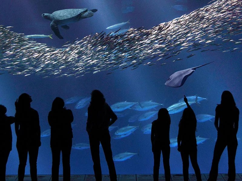 MONTEREY BAY AQUARIUM