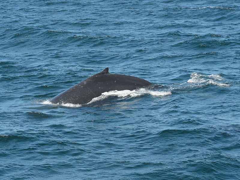 MONTEREY BAY WHALE WATCH