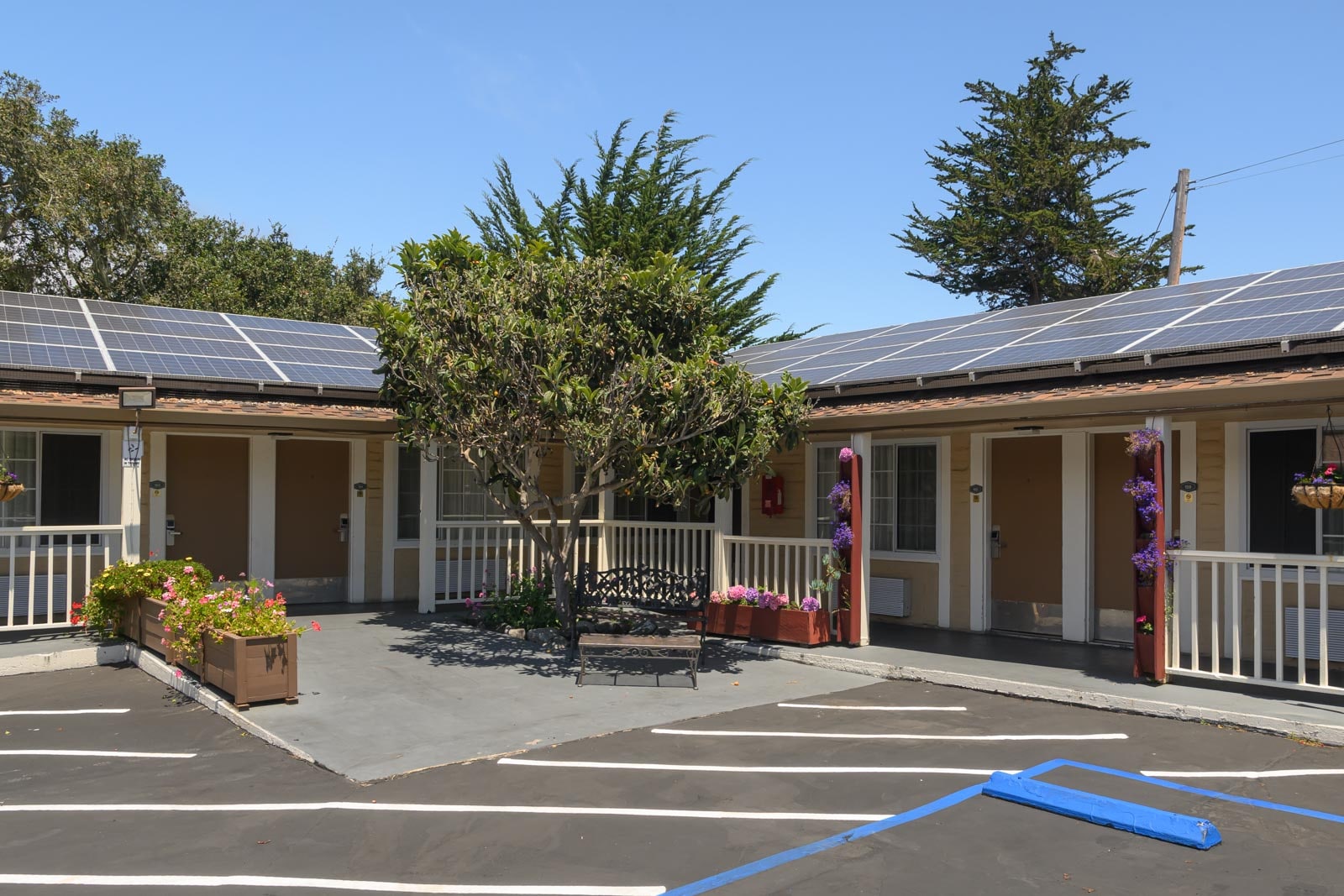 A courtyard with a tree, flowering plants, and solar panels on the roof of a building.
