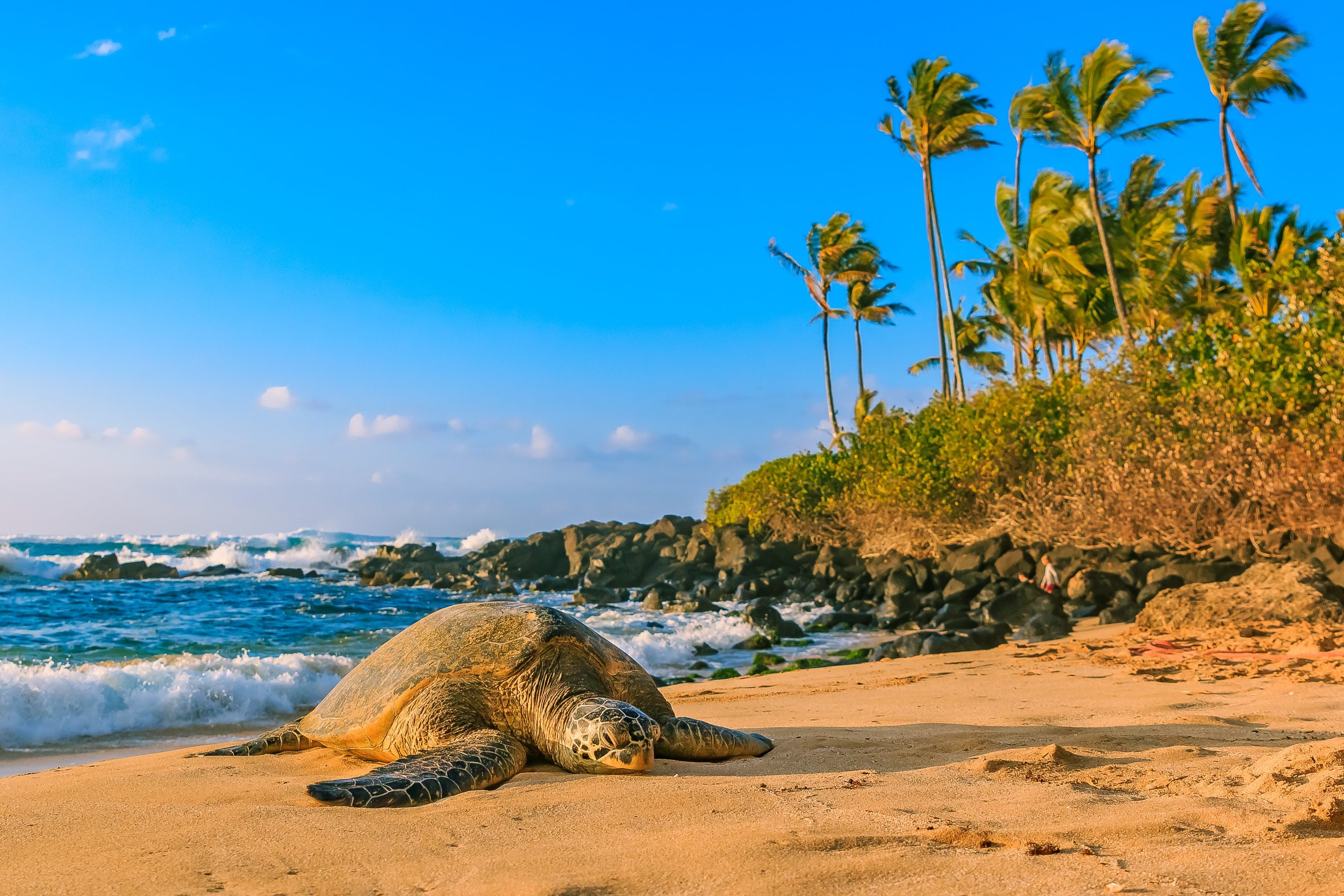 Humuhumu…What? Hawai