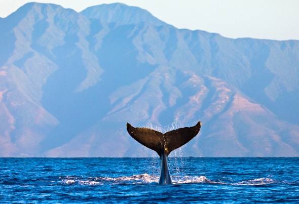 洋書 Hawaii's Humpback Whales: The Ultimate Hawaii's Humpback Whales: The Ultimate Guide: Gregory D
