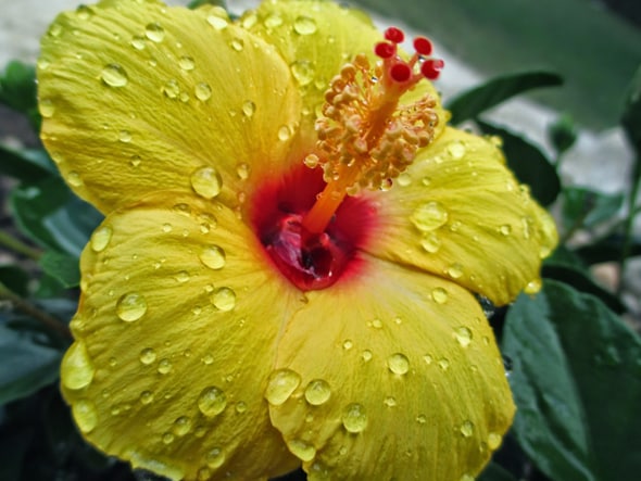 Growing Appreciation for Hawaii's State Flower | Roberts Hawaii