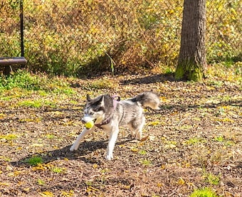 Dog Park in Jellystone Park™ Cochran
