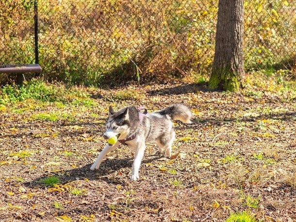 Pawsome Dog Run at Jellystone Park™ Deleware Beaches