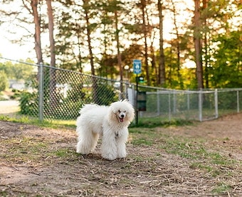 Dog Run/Park at Jellystone Park Austin North