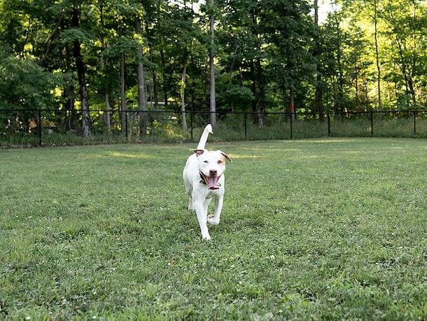 Pet Playground at Jellystone Park™ Chincoteague Island