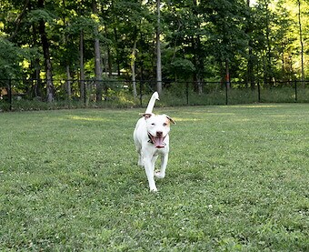 Bark Park