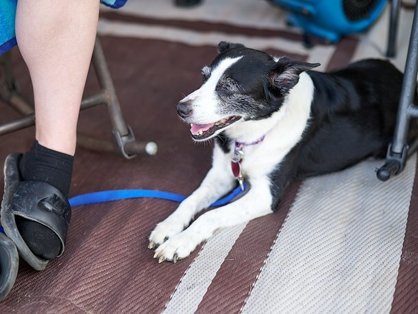 Canine Coral at Jellystone Park™ Mammoth Cave