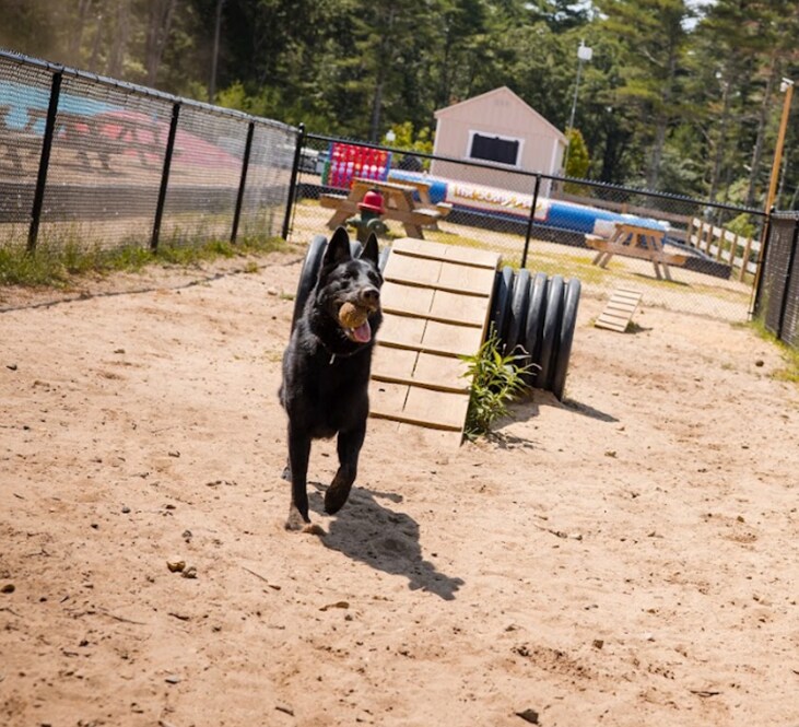 Bark Park at Camp Jellystone!