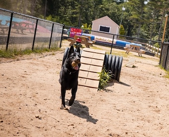 Bark Park at Camp Jellystone!