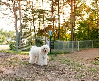 Bark Park of Jellystone Park™ Williamsport