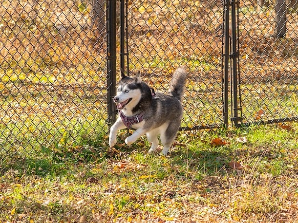 Dog Park at Jellystone Park Grayling
