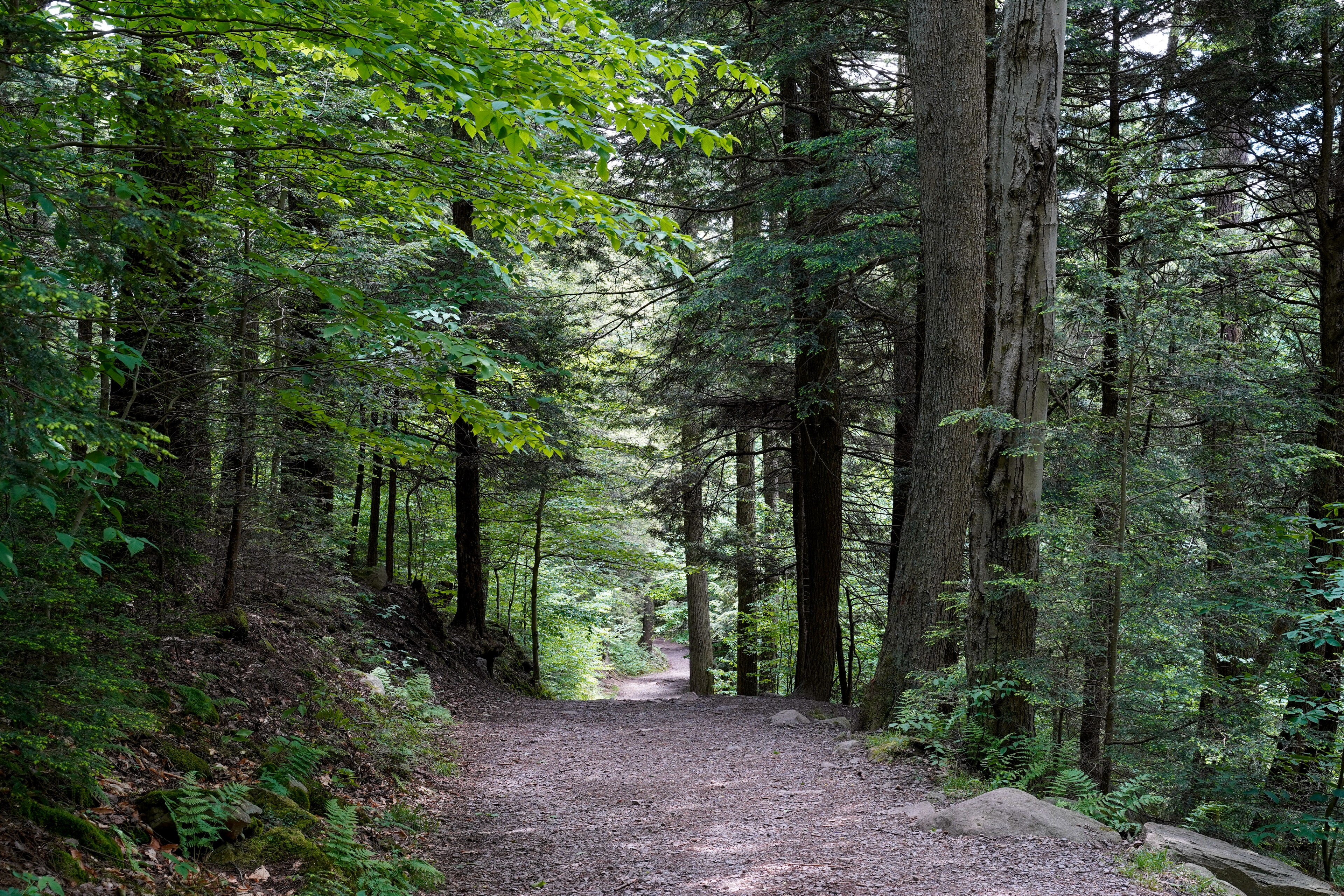 Hartwick Pines State Park