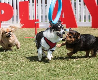 Spacious Dog Run and Park