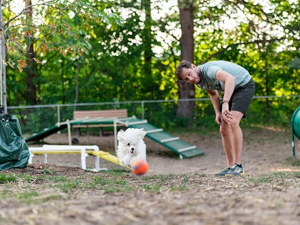 Pet Playground at Jellystone Park™ Petoskey