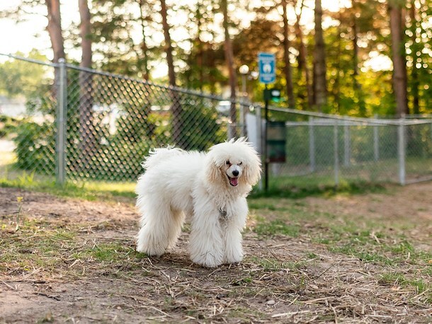 Dog Park at Jellystone Park™ South Haven