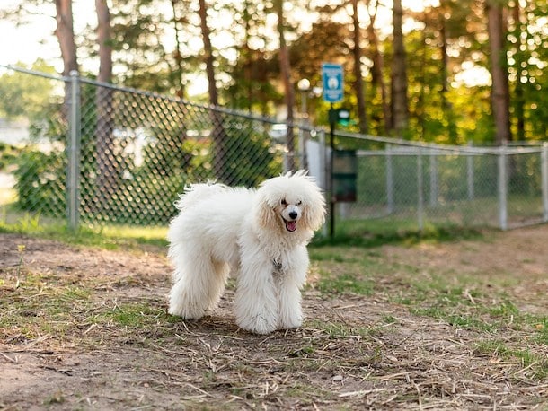 Dog Park at Jellystone Park™ Asheboro