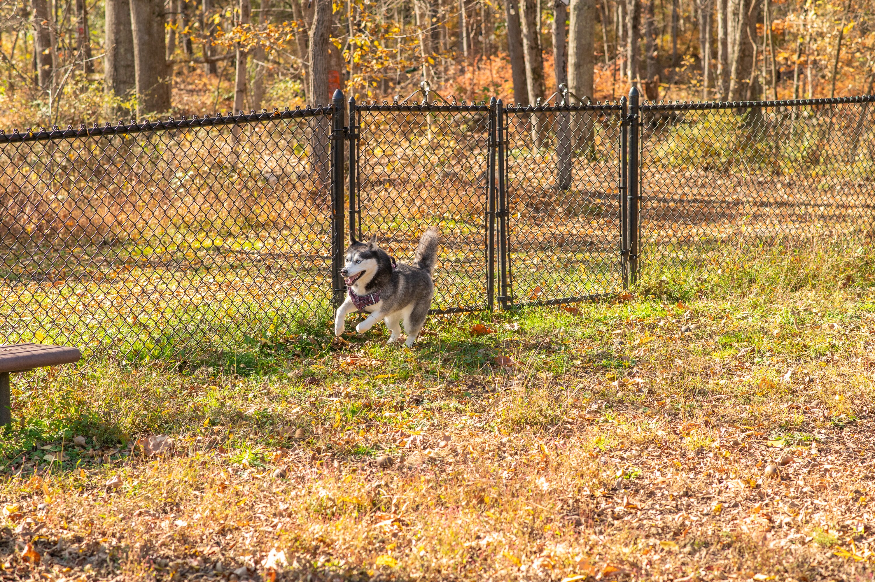 Dog Park at Jellystone Park™ Finger Lakes