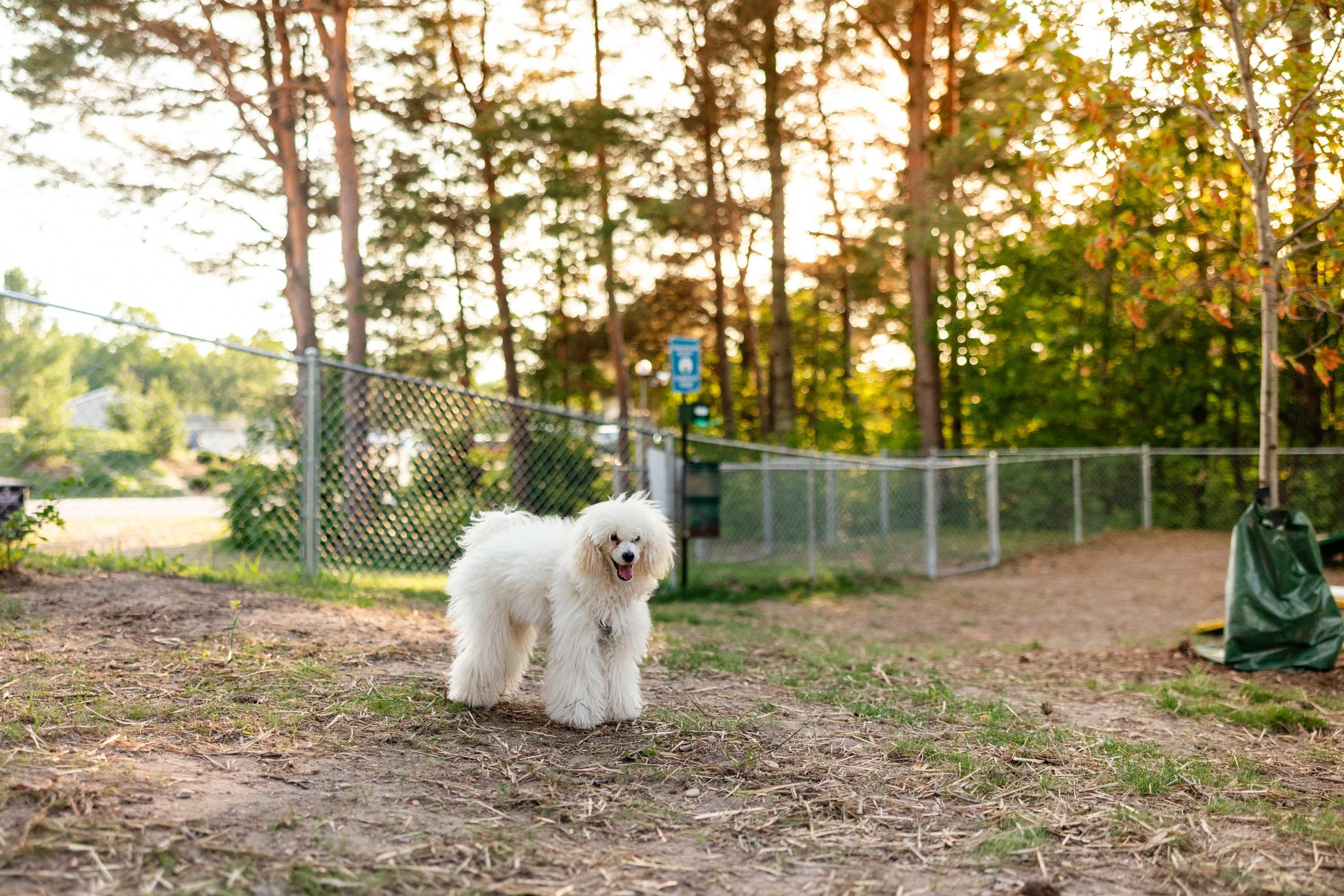 Dog Park at Jellystone Park™ Chautauqua County