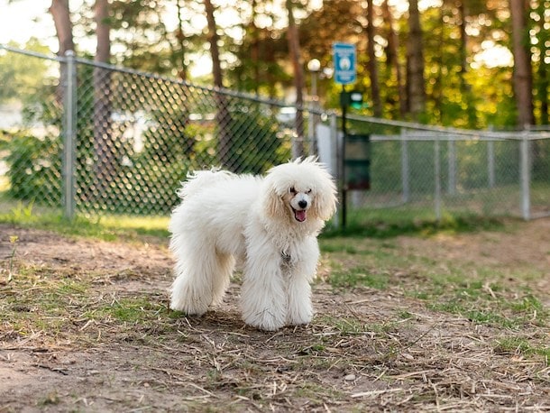 Dog Park at Jellystone Park™ Chautauqua County